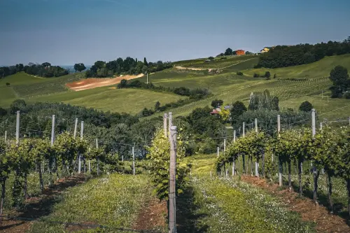 Vigneti, bando aperto in Molise: contributi per ristrutturazione e riconversione