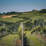 Vigneti, bando aperto in Molise: contributi per ristrutturazione e riconversione