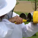Apicoltura, un milione di euro dal Molise: bando aperto fino al 26 maggio