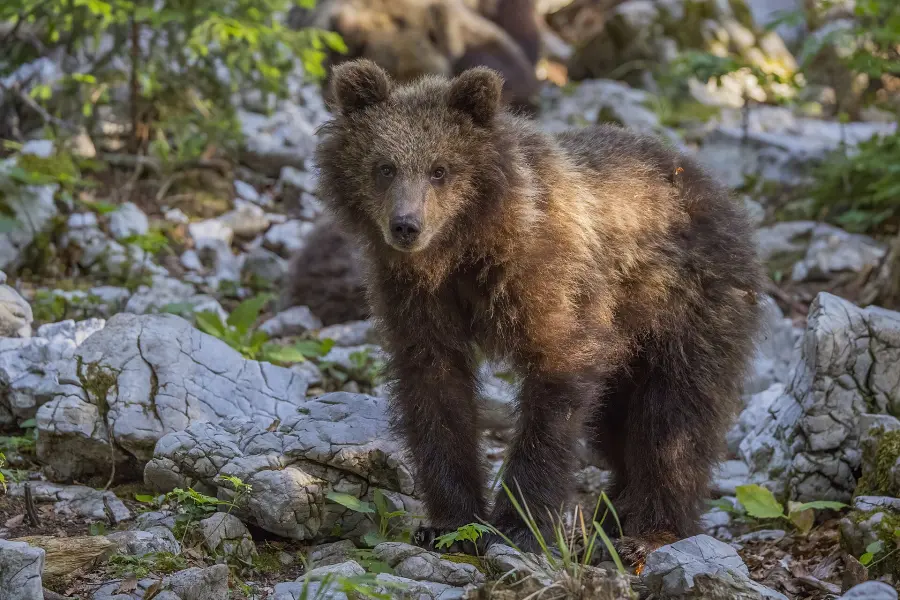 Parco d’Abruzzo, escursione sulle tracce dell’orso marsicano: appuntamento il 4 giugno