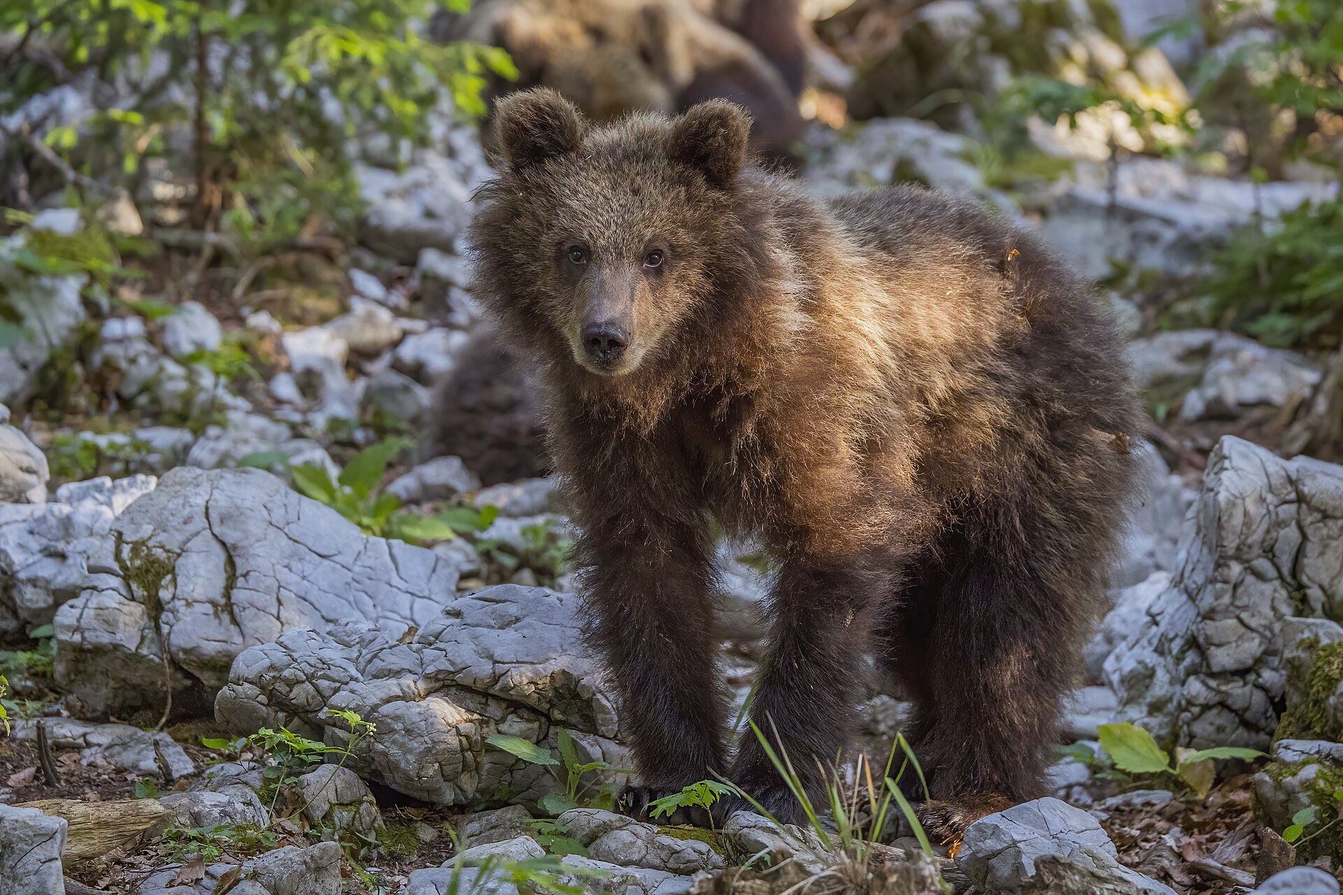 Parco d’Abruzzo, escursione sulle tracce dell’orso marsicano: appuntamento il 4 giugno