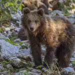 Parco d’Abruzzo, escursione sulle tracce dell’orso marsicano: appuntamento il 4 giugno