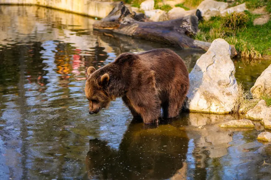 Pescasseroli, escursione per osservare l’orso marsicano: appuntamento il 6 giugno nel Parco d’Abruzzo