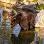Pescasseroli, escursione per osservare l’orso marsicano: appuntamento il 6 giugno nel Parco d’Abruzzo