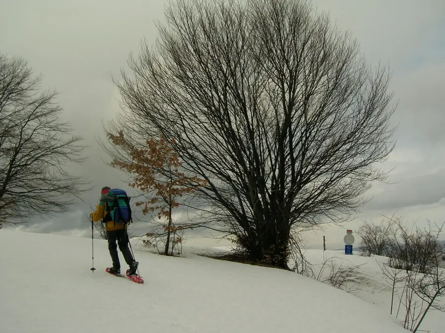Easy Tour con le ciaspole: escursione guidata tra boschi e neve