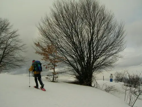 Easy Tour con le ciaspole: escursione guidata tra boschi e neve
