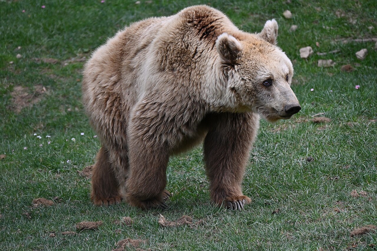 Orso bruno marsicano, la scienza affina lo sguardo: verso una nuova stima della popolazione