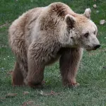 Orso bruno marsicano, la scienza affina lo sguardo: verso una nuova stima della popolazione
